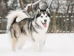 10 تا از نژاد های کمیاب سگ در ایران که با دیدنشان شگفت زده می شوید! 3 نژاد های کمیاب سگ