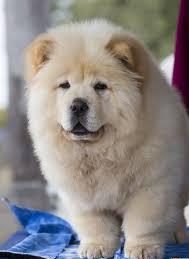 10 تا از نژاد های کمیاب سگ در ایران که با دیدنشان شگفت زده می شوید! 10 نژاد های کمیاب سگ