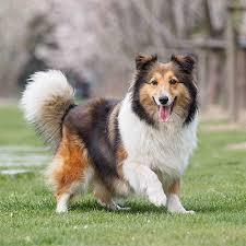 10 تا از نژاد های کمیاب سگ در ایران که با دیدنشان شگفت زده می شوید! 6 نژاد های کمیاب سگ