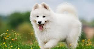 10 تا از نژاد های کمیاب سگ در ایران که با دیدنشان شگفت زده می شوید! 7 نژاد های کمیاب سگ