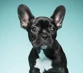 10 تا از نژاد های کمیاب سگ در ایران که با دیدنشان شگفت زده می شوید! 1 نژاد های کمیاب سگ