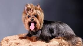 10 تا از نژاد های کمیاب سگ در ایران که با دیدنشان شگفت زده می شوید! 5 نژاد های کمیاب سگ