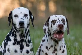 10 تا از نژاد های کمیاب سگ در ایران که با دیدنشان شگفت زده می شوید! 8 نژاد های کمیاب سگ