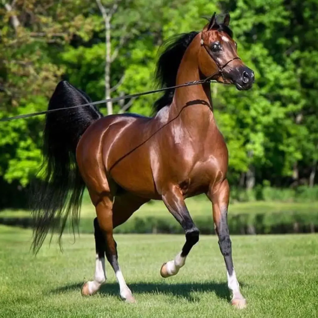 10 تا از نژاد های اسب که هر سوار کار باید بشناسد 1 نژاد های اسب
