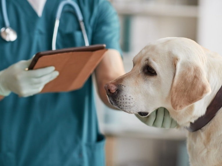 10 درمان خانگی انگل در سگ ها+ علائم 2 10 درمان خانگی انگل در سگ ها+ علائم