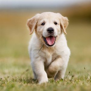 وتلند سرزمین دامپزشکی ایران 3 7 روش مؤثر برای کنترل واق واق کردن سگ