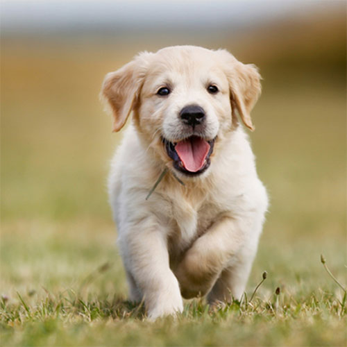 7 روش مؤثر برای کنترل واق واق کردن سگ