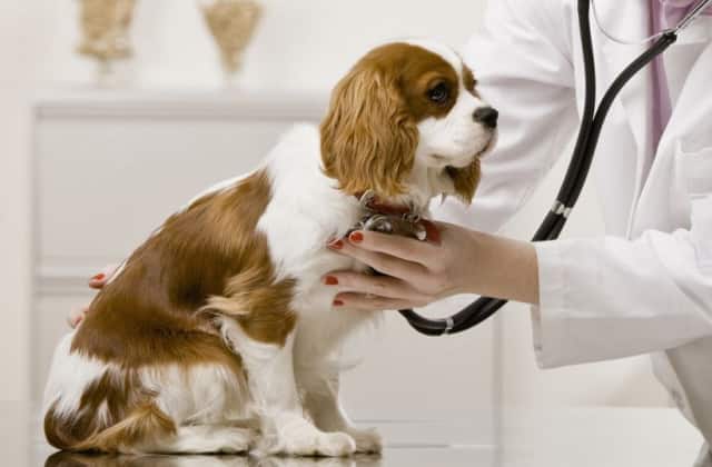 عقیم سازی سگ ها چگونه انجام میشود؟ بررسی 0 تا صدی 1 عقیم سازی سگ برای چیست ؟ بررسی 0 تا صدی