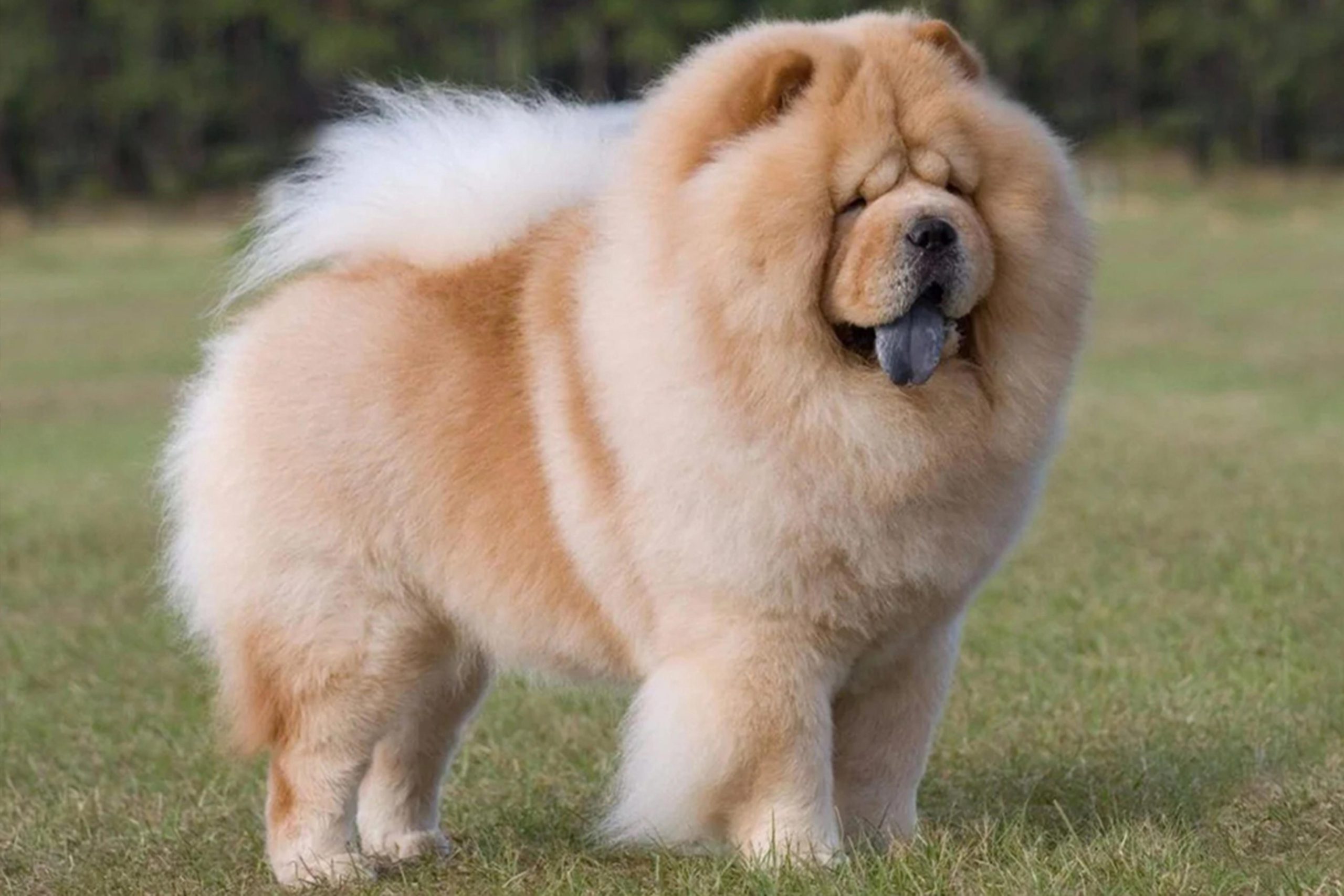 10 نژاد گرانترین سگ دنیا که قیمتشون سر به فلک میکشه! 2 نژاد گرانترین سگ دنیا که قیمتشون سر به فلک میکشه!