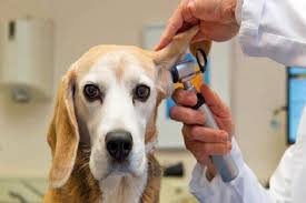 وتلند سرزمین دامپزشکی ایران 4 10 درمان خانگی انگل در سگ ها+ علائم