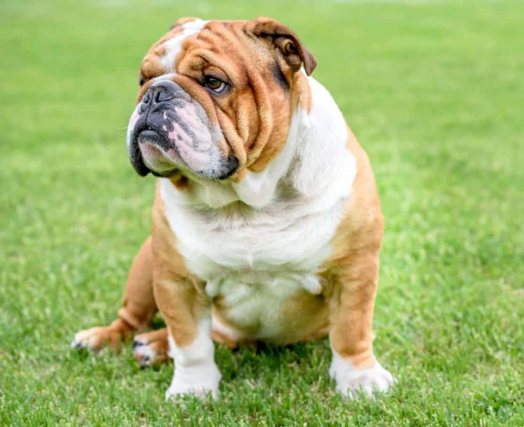 نژاد محبوب سگ های آپارتمانی در بین ایرانی ها