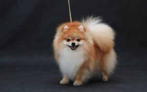 نکته مهم درباره سندروم مفصل در سگ پامرین