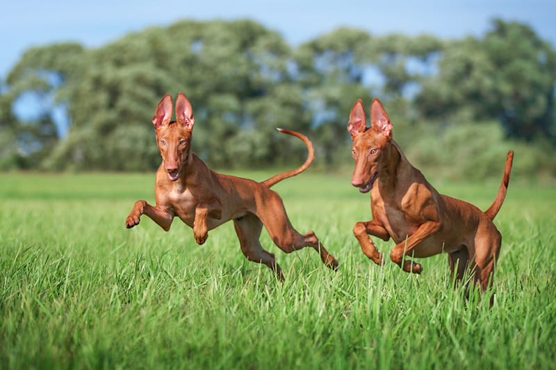 10 نژاد گرانترین سگ دنیا که قیمتشون سر به فلک میکشه! 6 نژاد گرانترین سگ دنیا که قیمتشون سر به فلک میکشه!