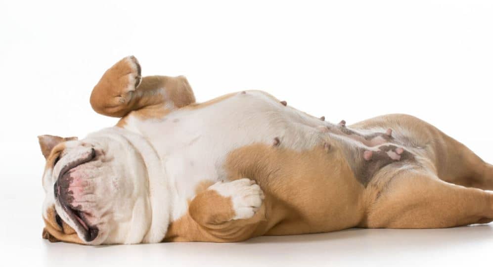 ۶ حالت خوابیدن سگ ها و معنی هرکدام 3 ۶ حالت خوابیدن سگ ها و معنی هرکدام