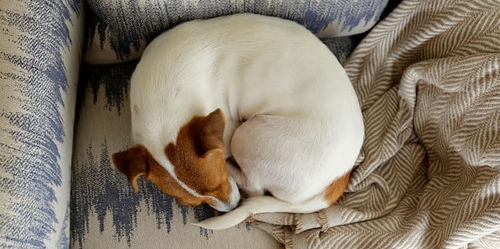 ۶ حالت خوابیدن سگ ها و معنی هرکدام 4 ۶ حالت خوابیدن سگ ها و معنی هرکدام