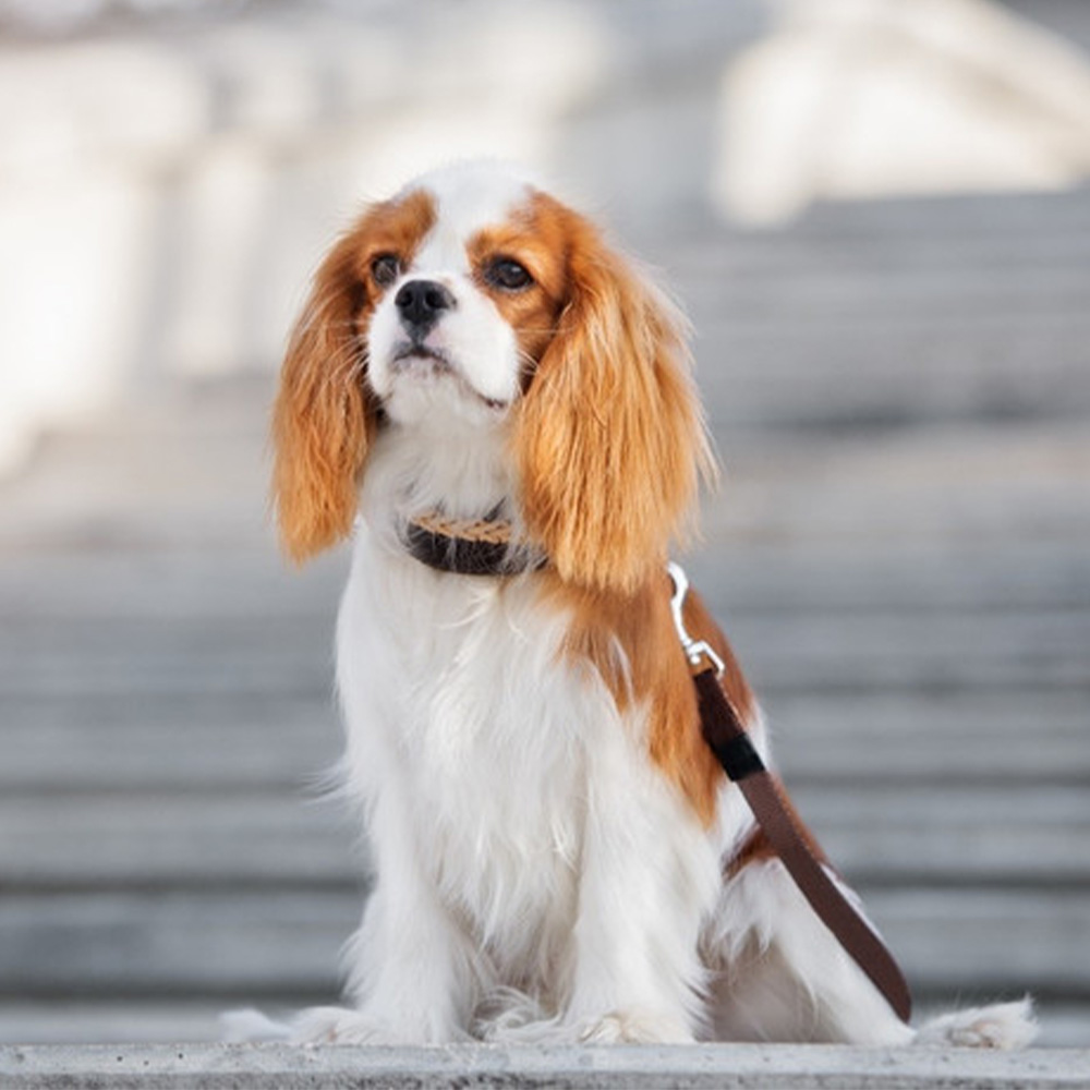 نژاد گرانترین سگ دنیا که قیمت‌شون سر به فلک می‌کشه!
