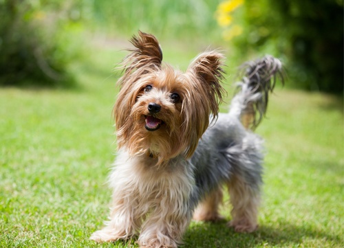  نژاد محبوب سگ های آپارتمانی در بین ایرانی ها