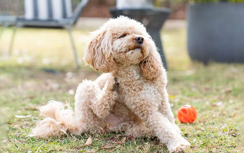 5 نوع آلرژی در سگ ها که رایج هستند 2 آلرژی در سگ ها