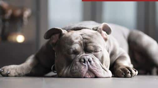 ۶ حالت خوابیدن سگ ها و معنی هرکدام 2 ۶ حالت خوابیدن سگ ها و معنی هرکدام