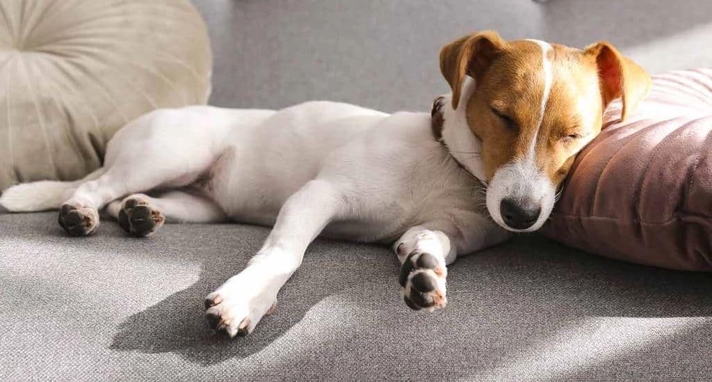 ۶ حالت خوابیدن سگ ها و معنی هرکدام 1 ۶ حالت خوابیدن سگ ها و معنی هرکدام