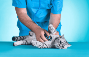 وتلند سرزمین دامپزشکی ایران 2 رفتارهای هشداردهنده گربه ها