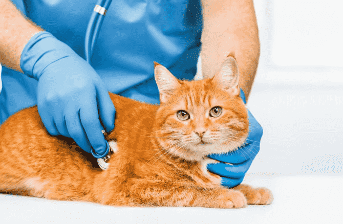 18 رفتار هشداردهنده گربه ها: کی باید نگران باشیم؟ 1 رفتارهای هشداردهنده گربه ها