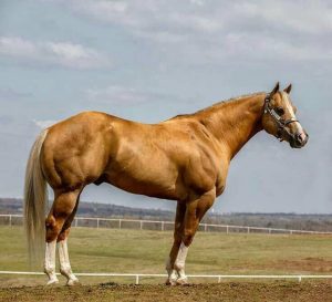 وتلند سرزمین دامپزشکی ایران 3 طول عمر اسب