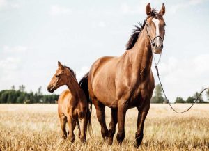 نگهداری اسب برای مبتدیان