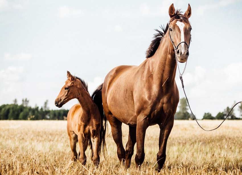 نگهداری اسب برای مبتدیان