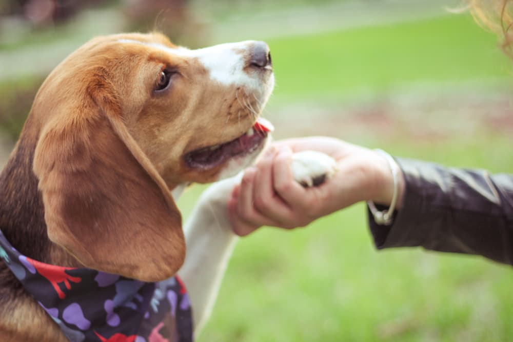 روش مؤثر برای کنترل واق واق کردن سگ