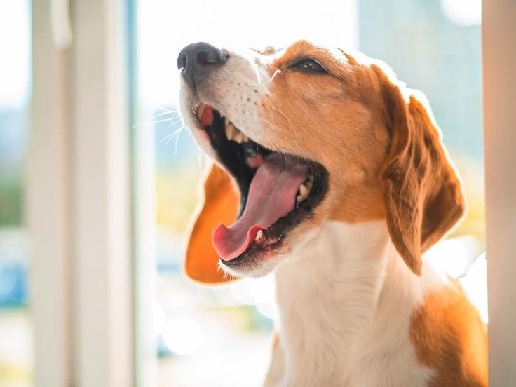 روش مؤثر برای کنترل واق واق کردن سگ