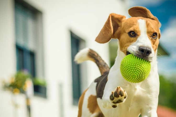 روش مؤثر برای کنترل واق واق کردن سگ