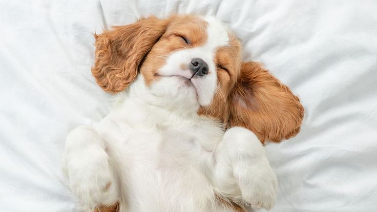 8 نشانه مهم از اعتماد سگ به صاحبش که باید بشناسید 4 نشانه مهم از اعتماد سگ به صاحبش که باید بشناسید