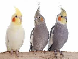 10 تا از زیباترین انواع طوطی برای نگهداری که باید بدانید 1 انواع طوطی برای نگهداری