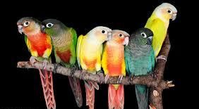 10 تا از زیباترین انواع طوطی برای نگهداری که باید بدانید 13 انواع طوطی برای نگهداری