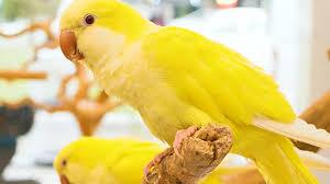 10 تا از زیباترین انواع طوطی برای نگهداری که باید بدانید 8 انواع طوطی برای نگهداری