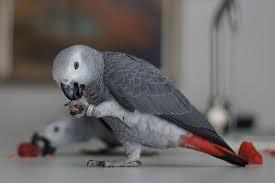 وتلند سرزمین دامپزشکی ایران 5 نگهداری کاسکو