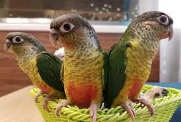 10 تا از زیباترین انواع طوطی برای نگهداری که باید بدانید 14 انواع طوطی برای نگهداری