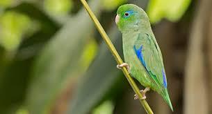 10 تا از زیباترین انواع طوطی برای نگهداری که باید بدانید 6 انواع طوطی برای نگهداری