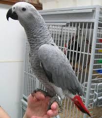 انواع طوطی برای نگهداری