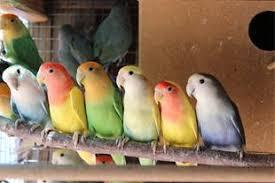 10 تا از زیباترین انواع طوطی برای نگهداری که باید بدانید 5 انواع طوطی برای نگهداری