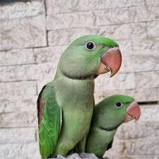 10 تا از زیباترین انواع طوطی برای نگهداری که باید بدانید 11 انواع طوطی برای نگهداری