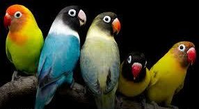 10 تا از زیباترین انواع طوطی برای نگهداری که باید بدانید 4 انواع طوطی برای نگهداری