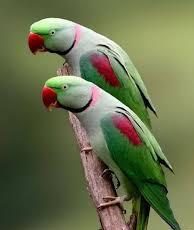 10 تا از زیباترین انواع طوطی برای نگهداری که باید بدانید 12 انواع طوطی برای نگهداری