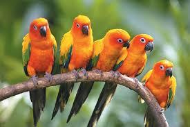 وتلند سرزمین دامپزشکی ایران 2 طوطی خورشیدی