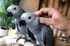 نگهداری کاسکو