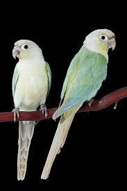 ۱۲ توصیه حرفهای برای نگهداری گرینچیک در آپارتمان + نکات 3 نگهداری گرینچیک