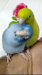 وتلند سرزمین دامپزشکی ایران 4 طوطی پروتلت