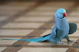 8 دلیل محبوبیت طوطی ملنگو در میان علاقهمندان + نکات نگهداری 1 محبوبیت طوطی ملنگو