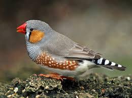 15 ویژگی جالب فنچ سانان که آنها را خاص میکند 4 فنچ سانان